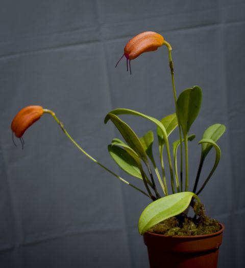 Masdevallia lucernula