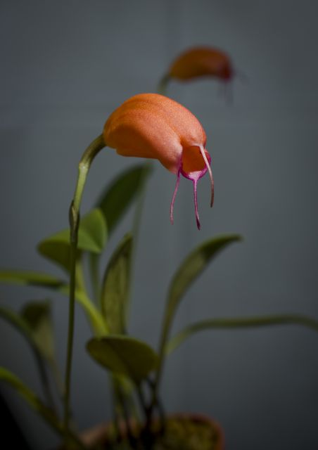 Masdevallia lucernula