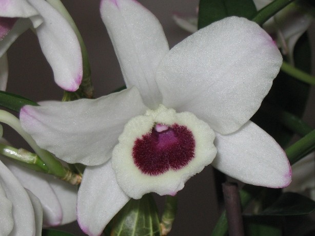 Dendrobium nobile-alba