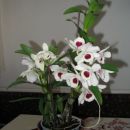 Dendrobium nobile-alba