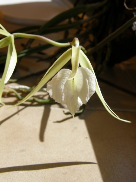 Brassavola nodosa