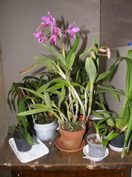 Cattleya bowringiana