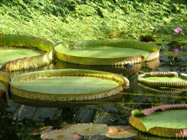 Botanični vrt Munchen - foto povečava