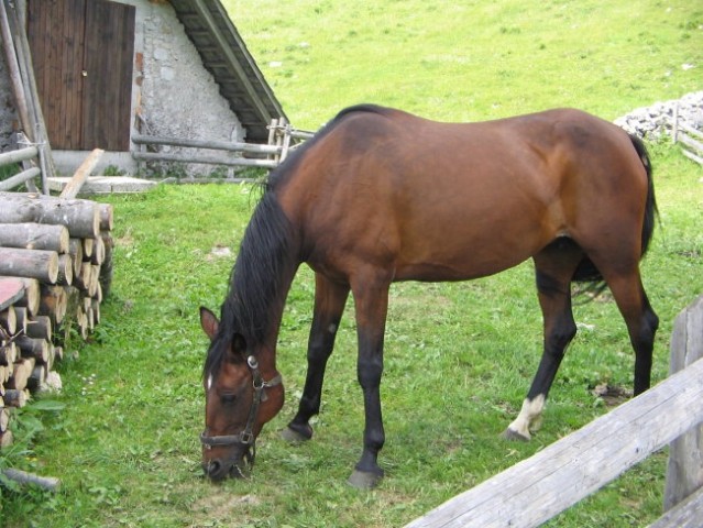 Konjerejski praznik BIBA 29.6. 08 - foto