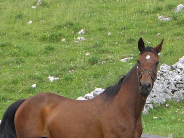 Konjerejski praznik BIBA 29.6. 08 - foto