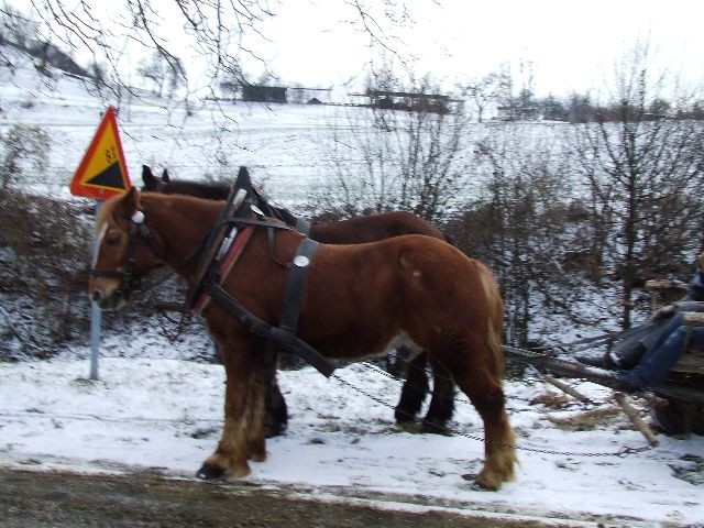 Žegnanje konj  2008 - foto