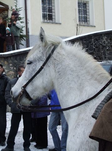 Žegnanje konj  2008 - foto