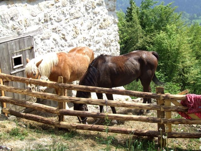 Od Vida do Miklavža - foto povečava