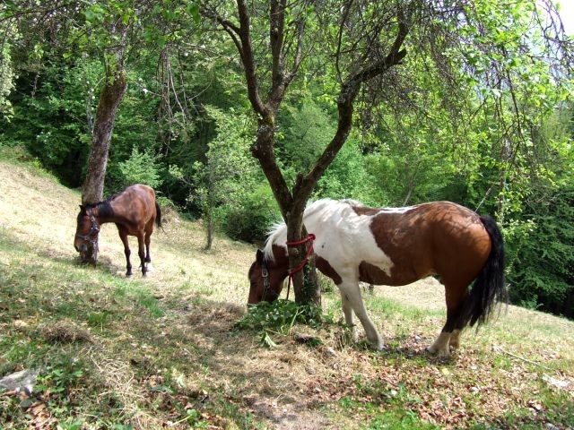 Od Vida do Miklavža - foto