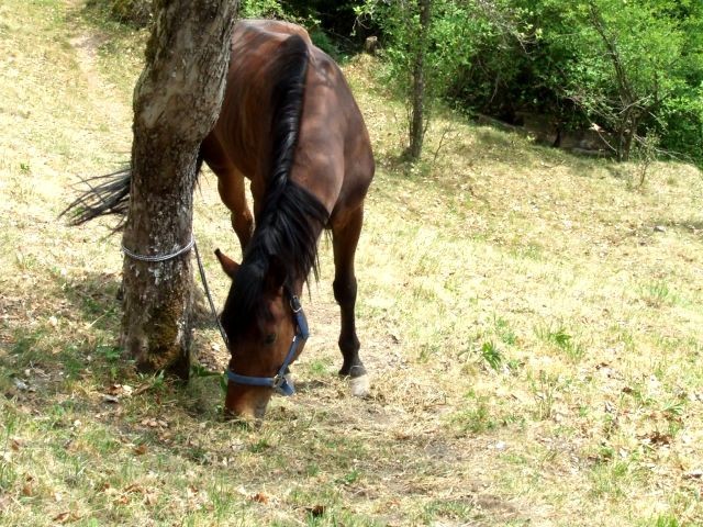 Od Vida do Miklavža - foto povečava