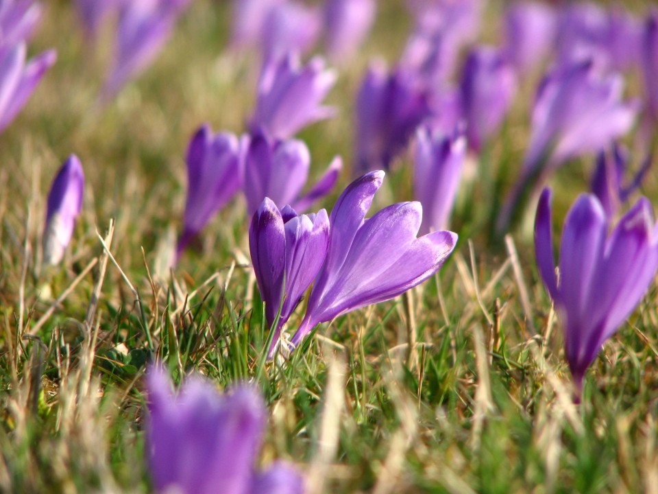 Rože - foto povečava