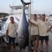 Tuna 150 kg