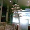 070504 - Mucke