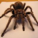 Grammostola rosea