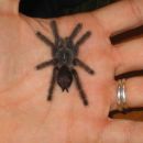 Avicularia metallica