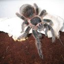 Lasiodora striatipes