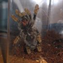 Avicularia metallica