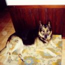 NEMŠKI OVČAR LARI (1987-2001)