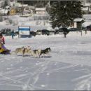 SLED DOG
