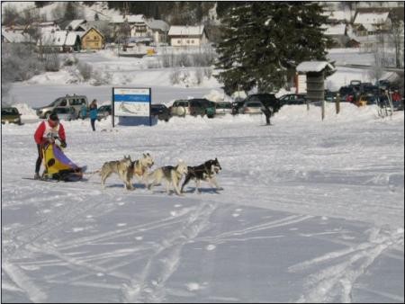 SLED DOG - foto povečava