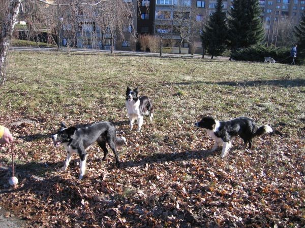 AGILITY POSTOJNA 17.12.2005 - foto