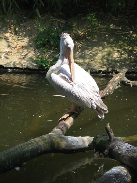 ZOO ZAGREB - 25.06.2005 - foto