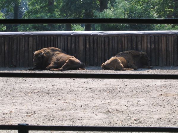 ZOO ZAGREB - 25.06.2005 - foto