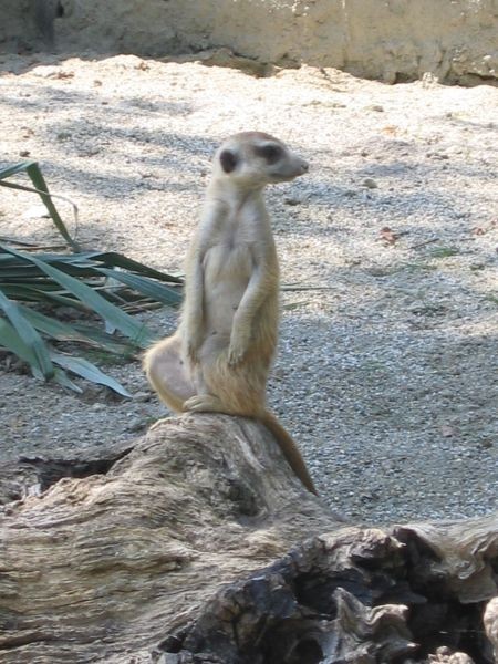 ZOO ZAGREB - 25.06.2005 - foto povečava