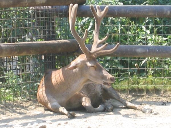 ZOO ZAGREB - 25.06.2005 - foto povečava