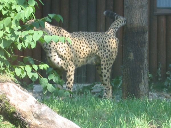 ZOO ZAGREB - 25.06.2005 - foto