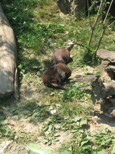 ZOO ZAGREB - 25.06.2005 - foto povečava