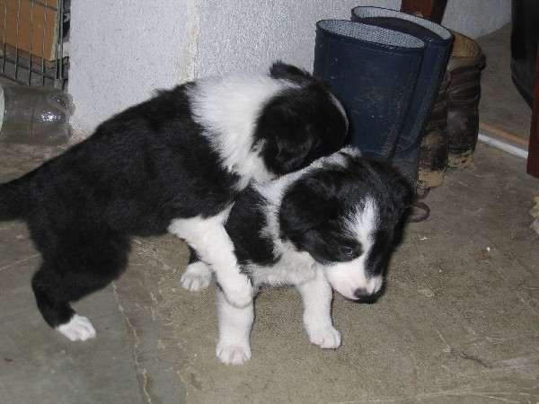 BORDERČKI-na obisku pri Darji - foto