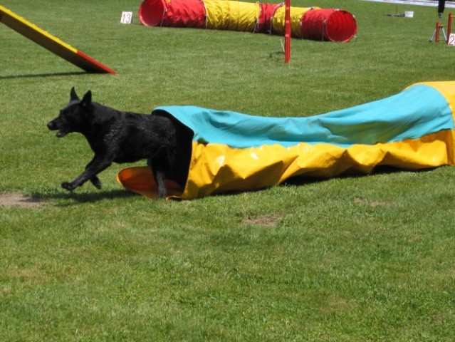 AGILITY DOMŽALE - 24.06.2006 - foto