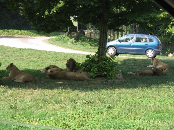 ZOO SAFARI - 30.07.2005 - foto