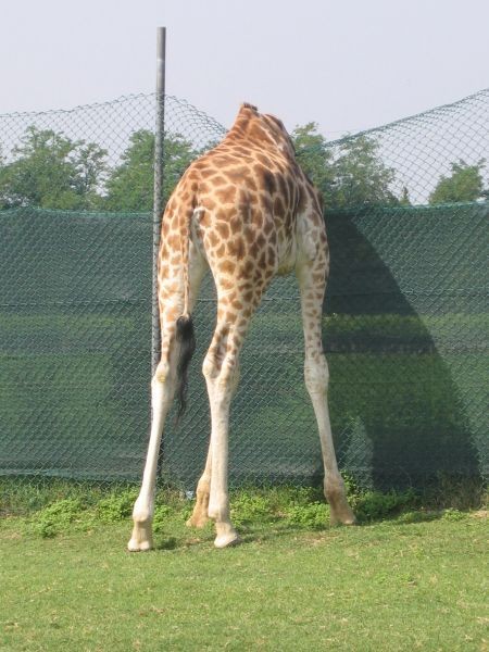 ZOO SAFARI - 30.07.2005 - foto