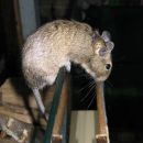 ČILSKA VEVERICA - DEGU