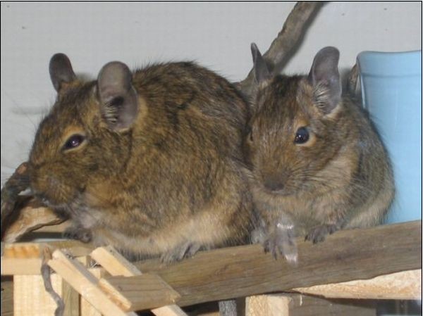 ČILSKA VEVERICA - DEGU - foto