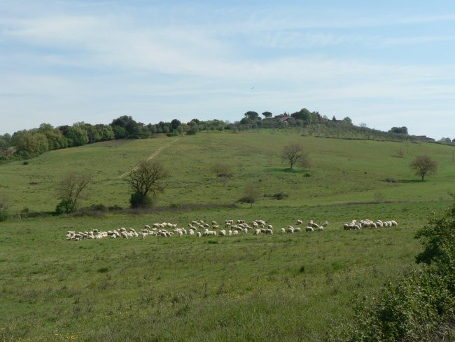Toskanske ovčke