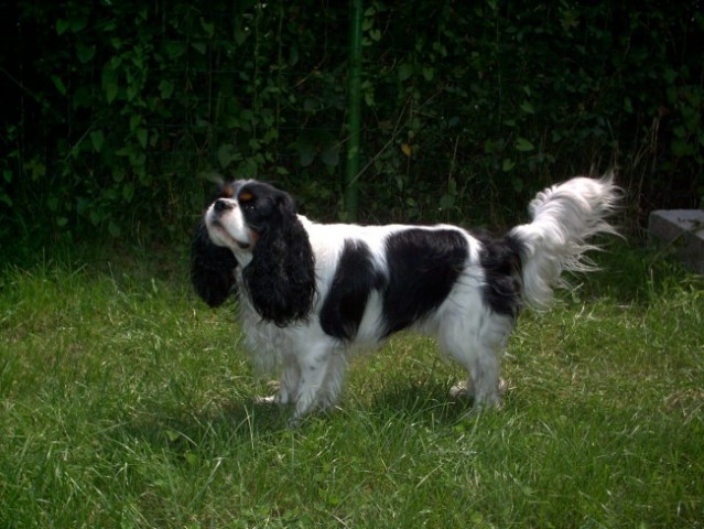 Cavalier king charles spaniel - foto