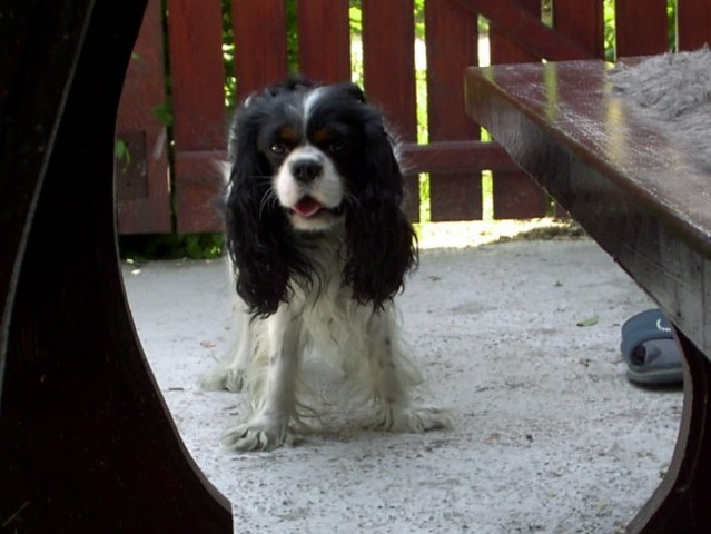 Cavalier king charles spaniel - foto