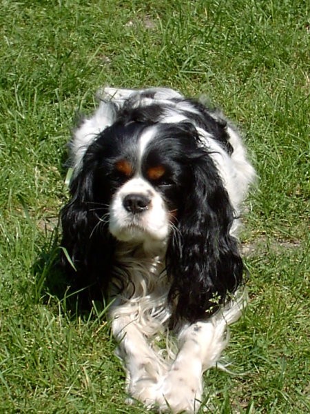 Cavalier king charles spaniel - foto povečava