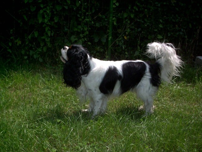 Cavalier king charles spaniel - foto povečava