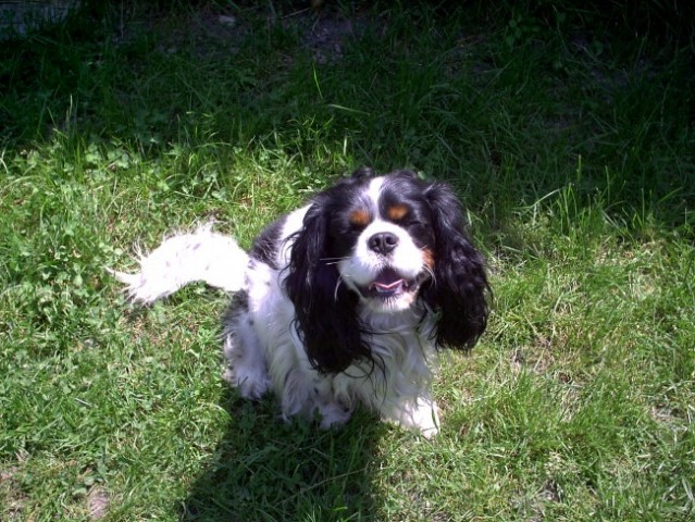 Cavalier king charles spaniel - foto