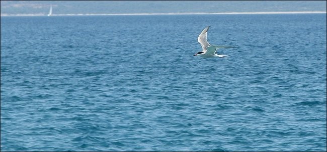 Morje - Molat - Olib - foto povečava