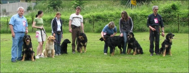 Dogs - Nash, Bono, Bach, Akimo, Diaz, Dante and Nex