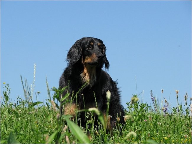 22.06.2008 - foto povečava