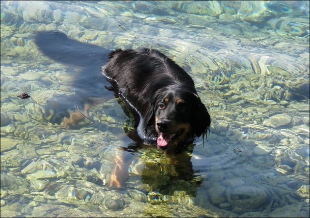 Morje - Žut,Luški in Brbinj - junij 08 - foto