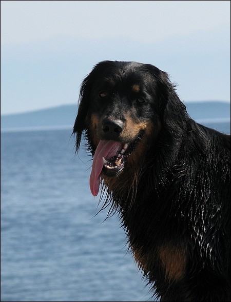 Morje - Žut,Luški in Brbinj - junij 08 - foto