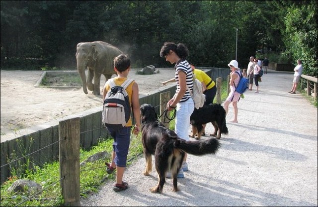 ZOO Ljubljana - Alessa, Bono, Nessa - 11.juli - foto