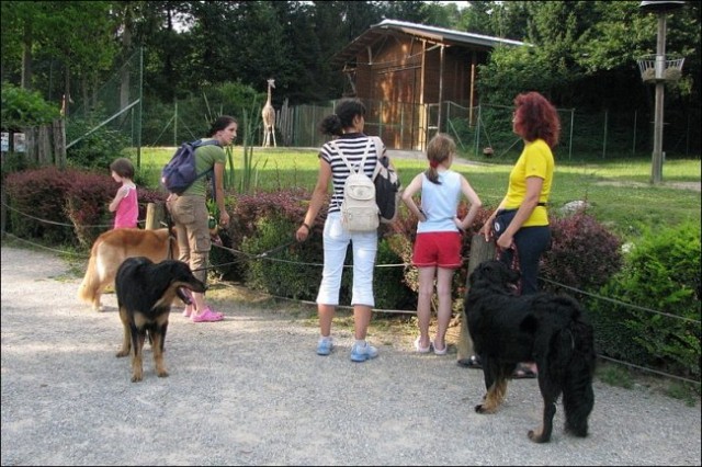 ZOO Ljubljana - Alessa, Bono, Nessa - 11.juli - foto